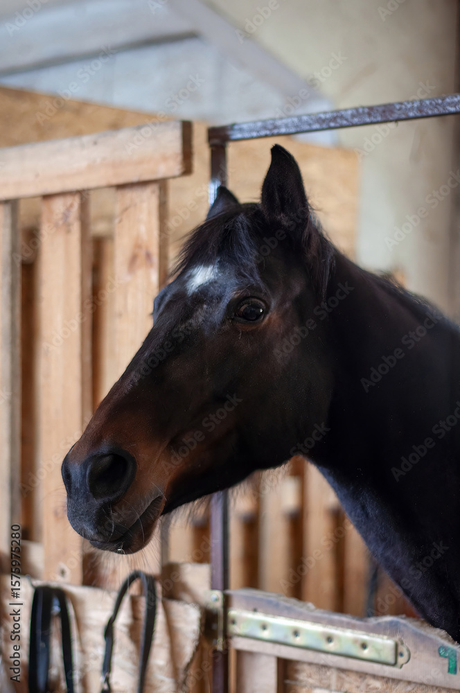 Fototapeta premium A stunning dark horse peers from its stable, showcasing its elegant profile and eye.