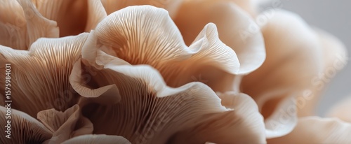 Cluster of wavy, layered mushrooms with beige and white tones and fine details