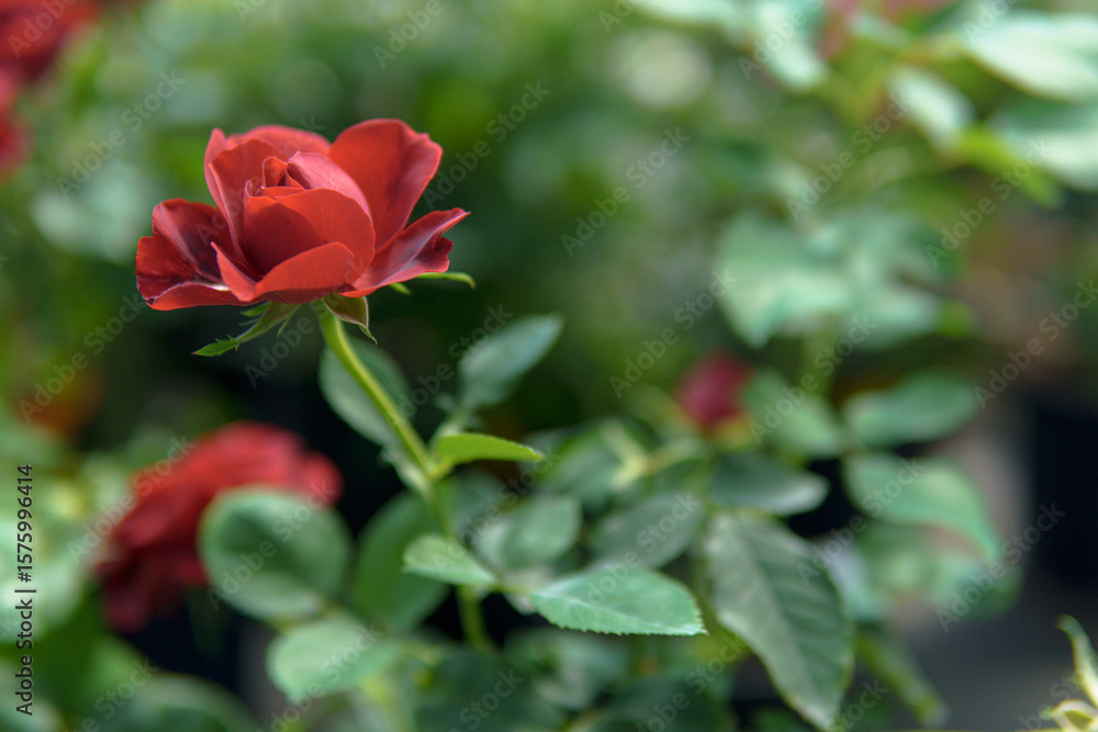 A red rose with a rich color and large petals attracts attention with its brightness and beauty. The plant looks healthy and well-maintained, creating a sense of harmony and comfort. A red rose with a rich color and large petals attracts attention with its brightness and beauty. The plant looks healthy and well-maintained, creating a sense of harmony and comfort.
