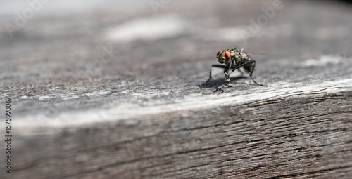 Stubenfliege auf Holztisch