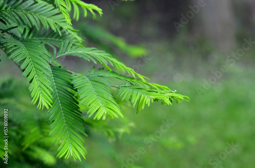 Dawn redwood or Metasequoia glyptostroboides (Taxodiaceae) branches against natural blurred background. Growing conifer tree concept.Free copy space.