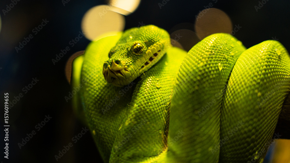 Naklejka premium close up of a green snake (Parias sumatranus)
