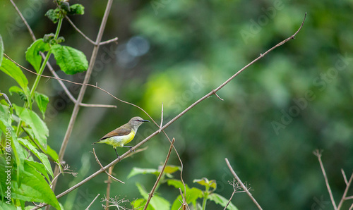 a small bird