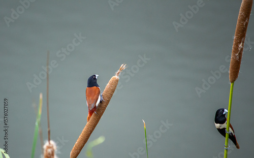bird on the grass