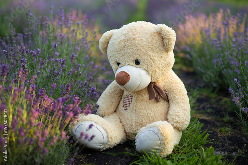 teddy bear toy in a field of lavender flowers