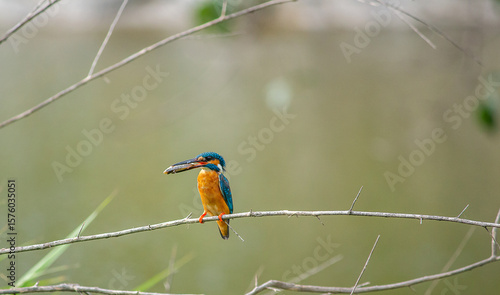 kingfisher on branch