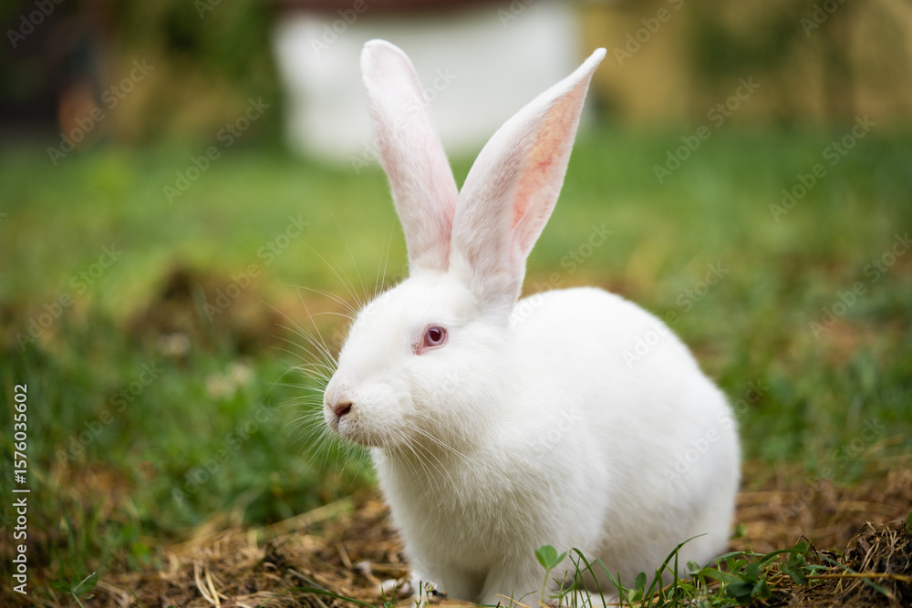 a beautiful white domestic rabbit is grazing and walking outdoors a beautiful white domestic rabbit is grazing and walking outdoors