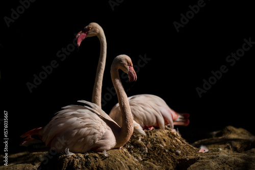 pink flamingo in the nature park