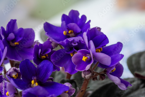 Vibrant purple African violets with delicate petals and bright yellow centers, arranged beautifully against a soft blurred background, showcasing nature's elegance and beauty