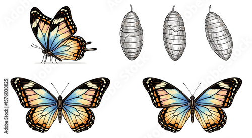 Illustration showing butterfly life cycle with butterfly in different stages and chrysalis images
