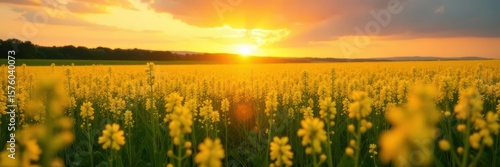 Golden sunset hues bathe vibrant yellow rapeseed field ,  agriculture,  clouds,  image