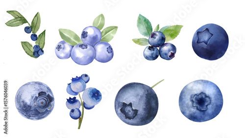 Watercolor blueberries isolated on white