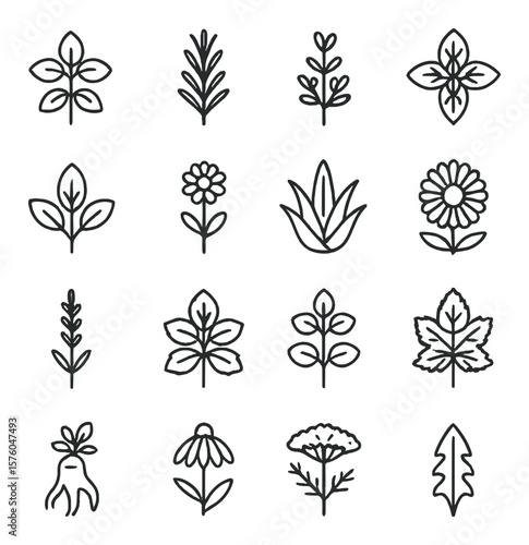 Herbs & Healing Plants line art icons. basil, rosemary, thyme, mint, sage, chamomile, aloe vera, calendula, lavender sprig, lemon balm, oregano, nettle, ginseng root, echinacea,