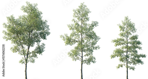 Fotografie Set of Ulmus Carpinifolia (commonly known as Field Elm or Smoothleaf Elm) fronta
