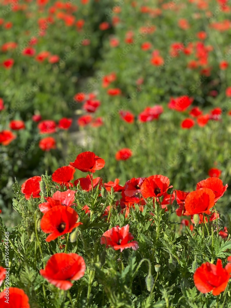 Fototapeta premium Champ de coquelicots