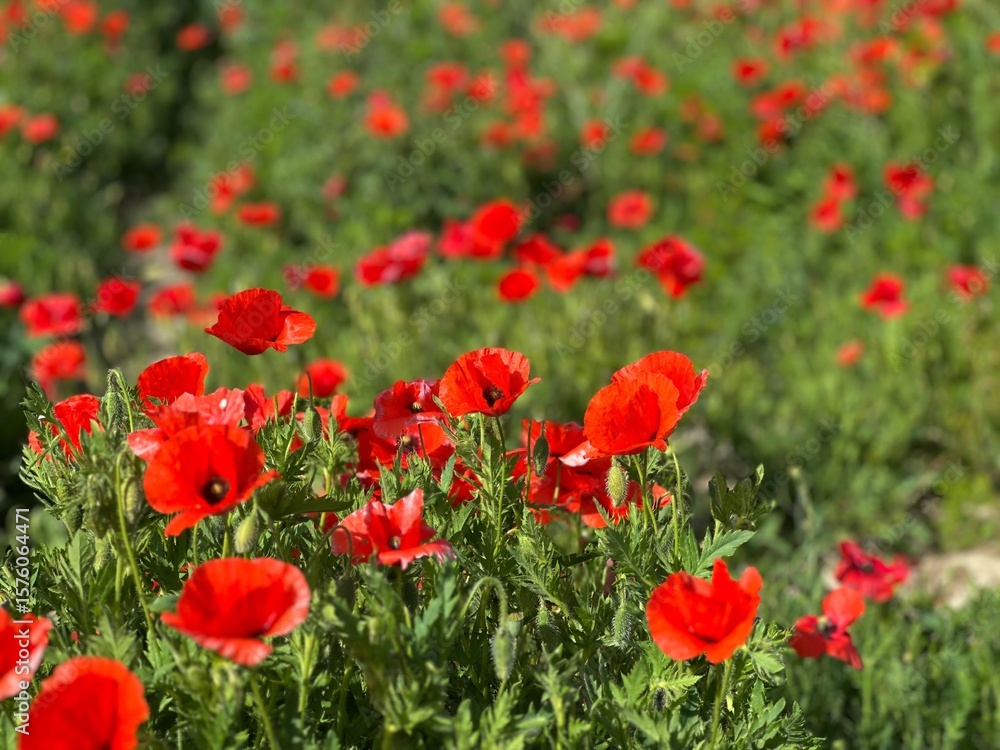 Fototapeta premium Champ de coquelicots