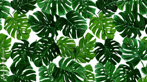 Lush green monstera leaves arranged on a seamless background for a tropical aesthetic.
