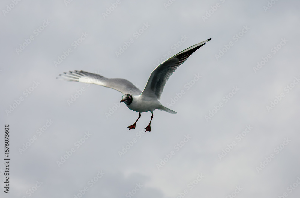 Obraz premium A seagull (family Laridae) is in flight against a cloudy sky taken from ferry on the Bosporus, Istanbul Turkey