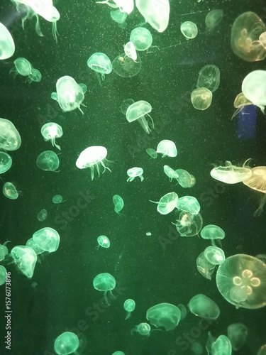 Jellyfish