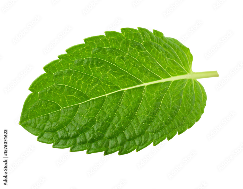 Obraz premium Single Spearmint Leaf with Natural Curl and Shadow – PNG on White