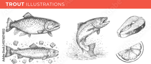 Set illustrations of trout isolated on transparent background. Vector graphics