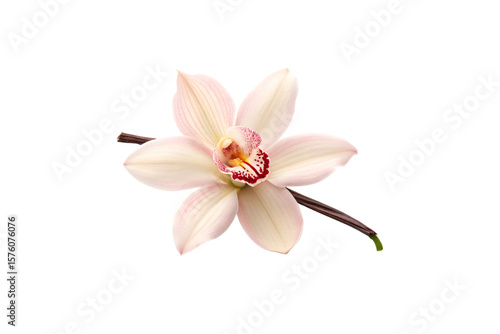 Pink orchid blossom with speckled burgundy center and pale petals arranged in classic orchid formation pattern, isolated on a transparent background