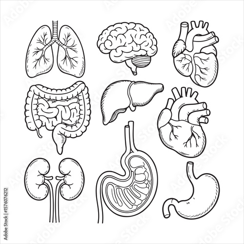 Hand Drawn Human Organs Vector Set – Anatomy Line Art Illustration