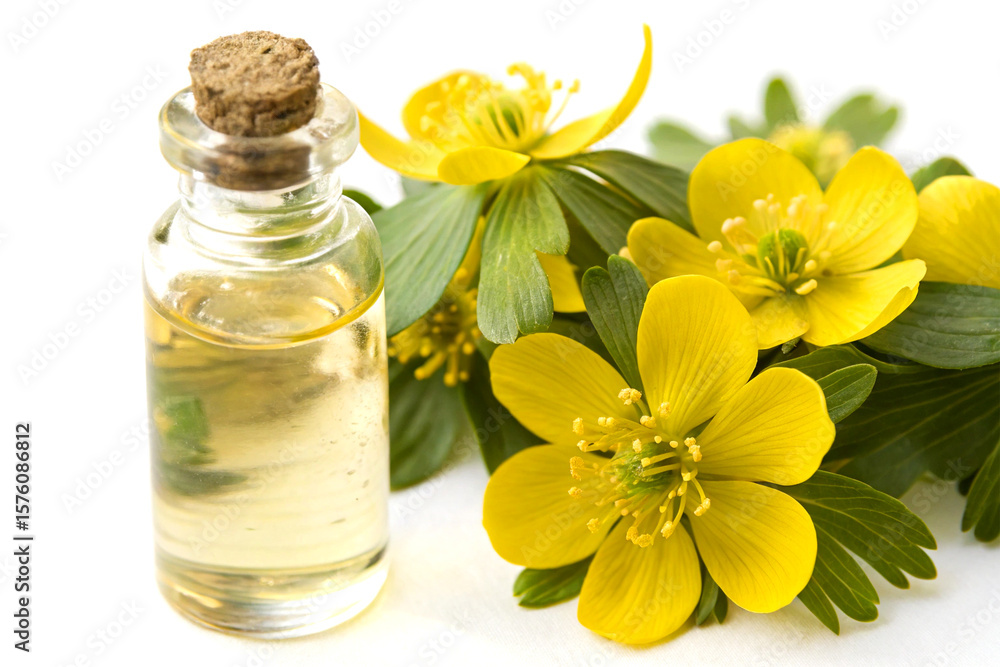 Vibrant yellow eranthis hyemalis flowers with medicinal extract bottle on white background Vibrant yellow eranthis hyemalis flowers with medicinal extract bottle on white background