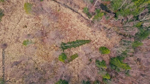 Wallpaper Mural Aerial Shot Of Fallen Trees In The Forest Torontodigital.ca