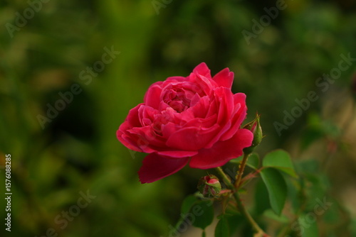 Wallpaper Mural red rose in the garden Torontodigital.ca