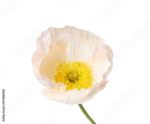 Obraz na płótnie Beautiful blooming poppy flower isolated on white