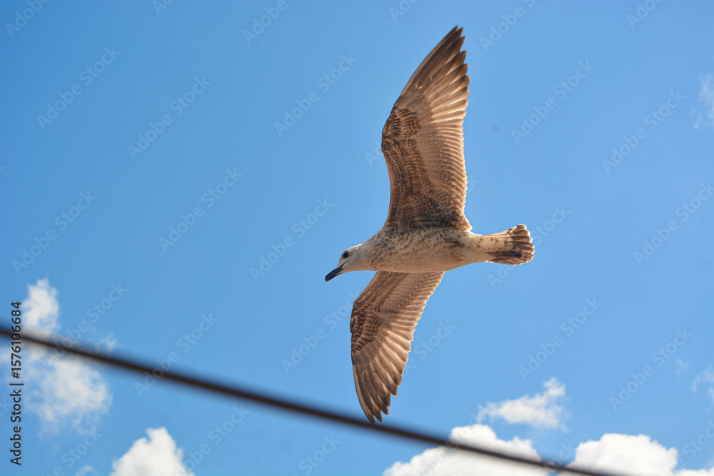 Obraz premium Close-up of seagull flying in the blue sky