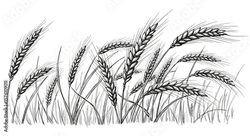 Wheat ears — vintage ink sketch doodle black and white vector illustration on white background

