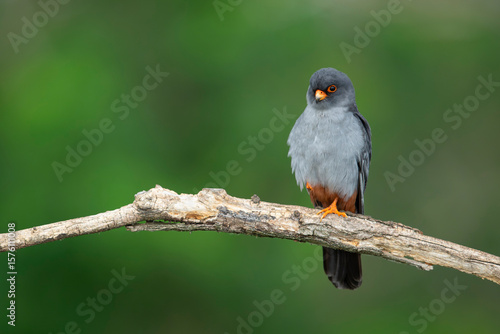 adult male red-footed falcon (Falco vespertinus) perching on a branch, found in Hortobagy National Park