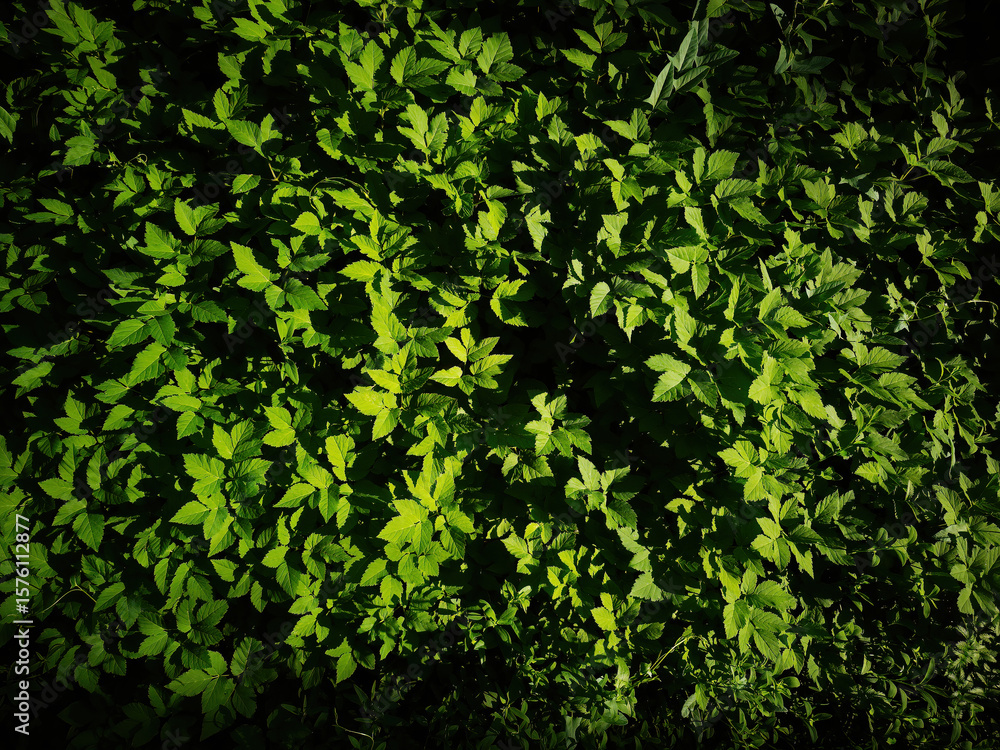 Obraz premium Illuminated meadow greenery texture background