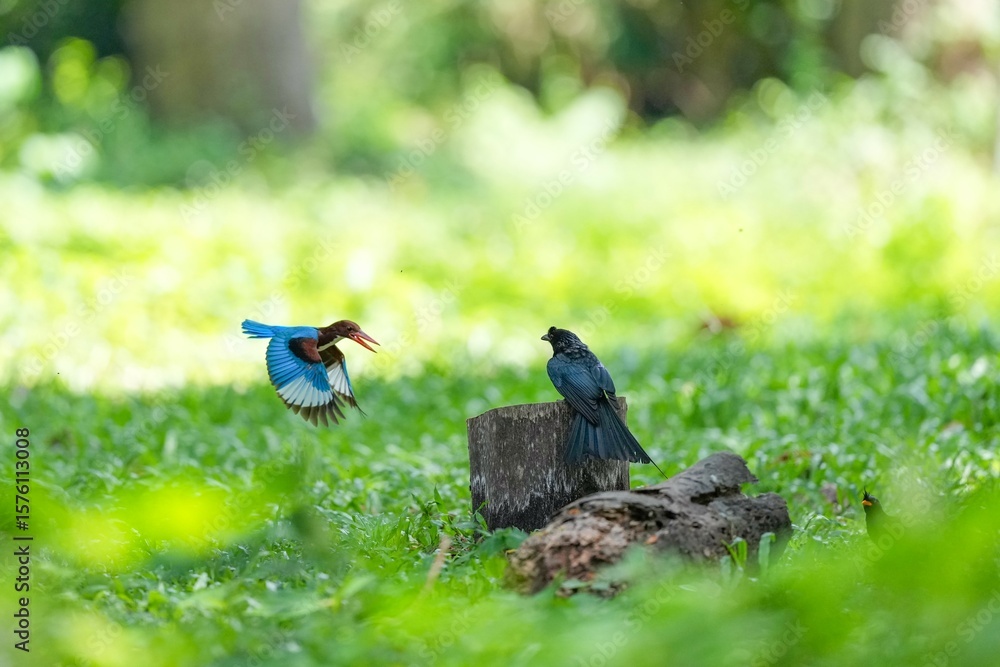Obraz premium A loop-tailed stork and a kingfisher are flying to compete for food.