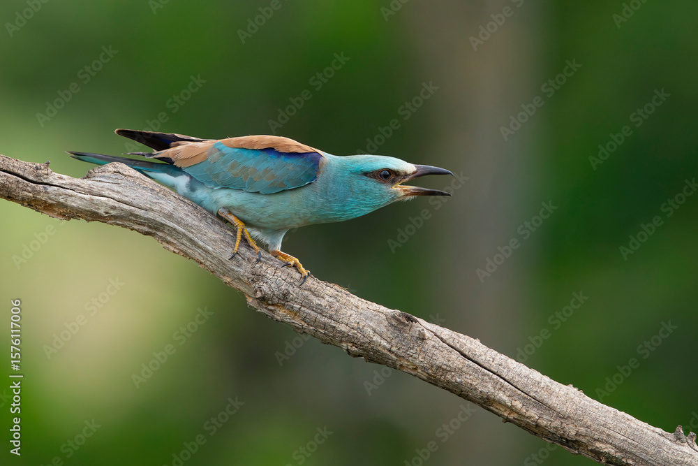 Obraz premium Beautiful adult male European roller (Coracias garrulus) perching on a branch, found in Hortobagy National Park
