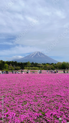Mount fuji and pink flowers