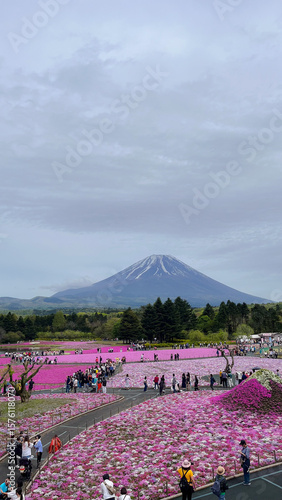 Shibazakura mount fuji
