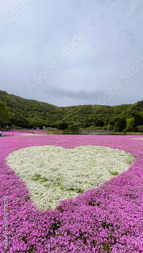 Shibazakura field with love sign