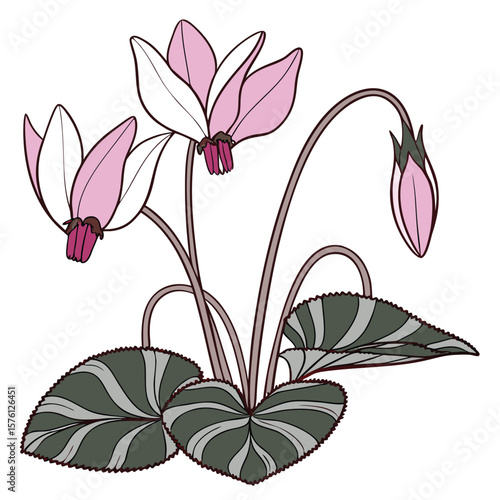 A charming magenta cyclamen flower, with its distinctive reflexed petals and delicate stem, a winter garden gem.