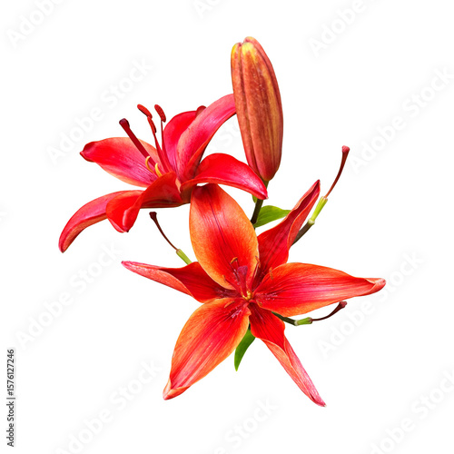 Lily bright red flower head isolated cutout object side view, houseplant or garden flower, floral bouquet, clipping path soft focus