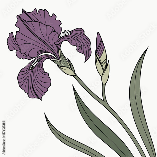 A glorious purple iris, Black Swan, with its distinctive ruffled petals and striking dark color, truly magnificent.