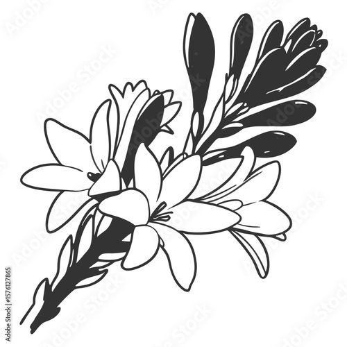 An elegant white tuberose, with delicate, fragrant florets, forming a graceful and slender flower spike.