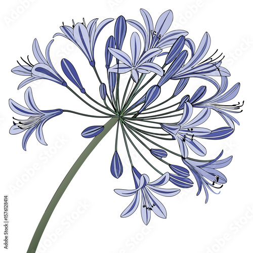 A single elegant blue agapanthus, Lily of the Nile, with its globe-like cluster of trumpet-shaped blooms.