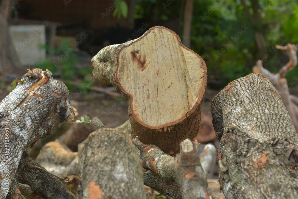 Fototapeta premium cross section of tree stump