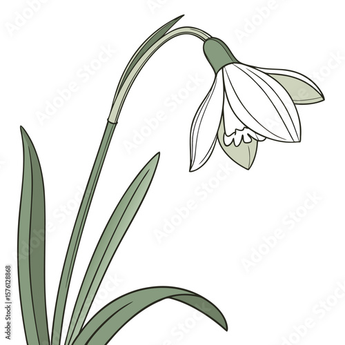 A single elegant white narcissus, Thalia, bloom with its graceful trumpet shape, symbolizing purity and rebirth.