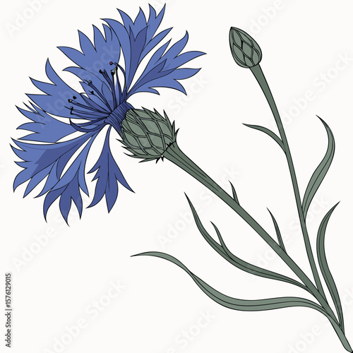 A single perfectly formed blue cornflower, Centaurea cyanus, with its intricate fringed petals, a beloved wildflower.