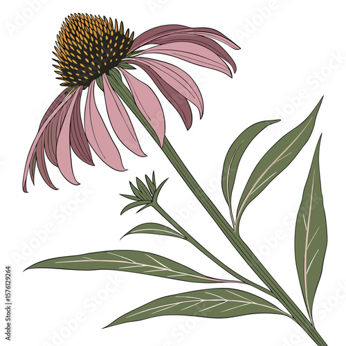 A single perfectly formed purple coneflower, Echinacea, with its unique spiky center and distinct petals.