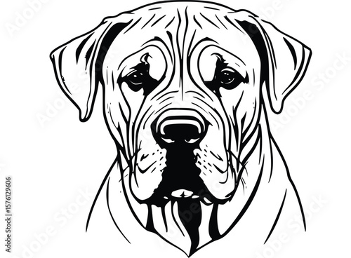 portrait of a cane-Corso dog